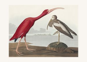 Skarlagenibis fra *Birds of America* (1827) av John James Audubon