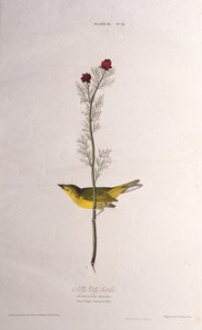 Selbys fluefanger. Fra The Birds of America, 1827-1838. av John James Audubon