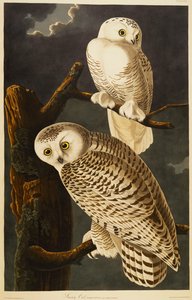 Snøete ugle av John James Audubon