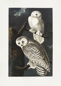 Snøugle fra *Birds of America* (1827) av John James Audubon
