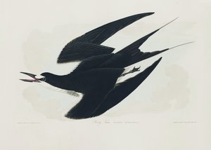 Sotterne fra *Birds of America* (1827) av John James Audubon