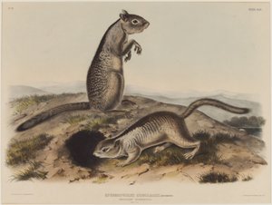 Spermophilus Douglassii (To Douglas-ekorn) av John James Audubon