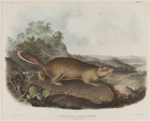 Spermophilus Parry (Parrys murmeldyrekorn) av John James Audubon