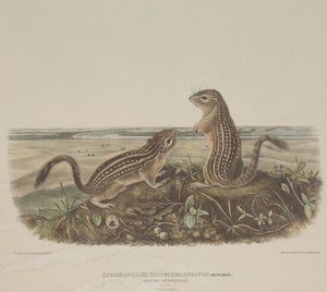 Spermophilus Tridecemlineatus (to leopardekorn) av John James Audubon