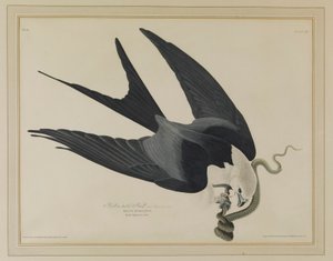 Svalestjertglente av John James Audubon