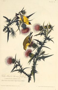 Den amerikanske gullfinken. Fra The Birds of America, 1827-1838. av John James Audubon