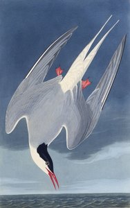 Polarternen. Fra The Birds of America, 1827-1838. av John James Audubon