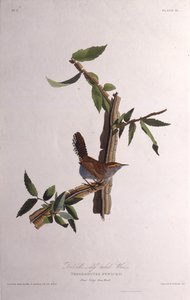 Bewicks wren. Fra The Birds of America, 1827-1838. av John James Audubon