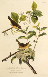 Maryland Yellowthroat. Fra The Birds of America, 1827-1838. av John James Audubon