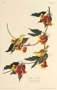 Rathbone Warbler. Fra The Birds of America, 1827-1838. av John James Audubon