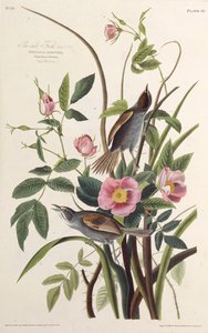 Sjøsidefinken. Fra The Birds of America, 1827-1838. av John James Audubon