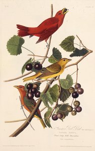 Den røde sommerfuglen. Fra The Birds of America, 1827-1838. av John James Audubon
