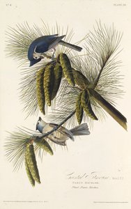 Svartmeis. Fra The Birds of America, 1827-1838. av John James Audubon