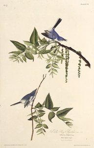 Den blågrå knottfangeren. Fra The Birds of America, 1827-1838. av John James Audubon