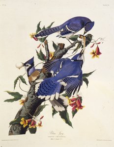 Den blå jayen. Fra The Birds of America, 1827-1838.