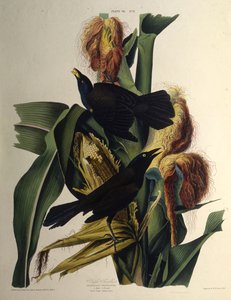 Den vanlige graklen. Fra The Birds of America, 1827-1838. av John James Audubon
