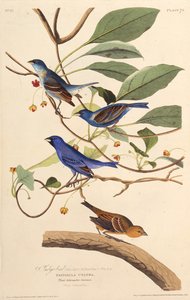 Indigofuglene. Fra The Birds of America, 1827-1838. av John James Audubon