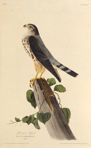 Merlinen. Fra The Birds of America, 1827-1838. av John James Audubon
