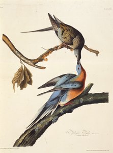 Passasjerduen. Fra The Birds of America, 1827-1838. av John James Audubon