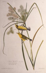 Præriesangeren. Fra The Birds of America, 1827-1838. av John James Audubon
