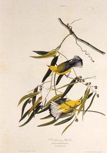 Den protonotære sangfuglen. Fra The Birds of America, 1827-1838. av John James Audubon