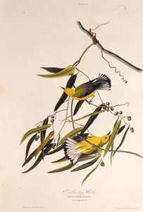 Den protonotære sangfuglen. Fra The Birds of America, 1827-1838. av John James Audubon