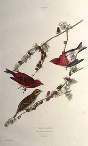 Lilla finken. Fra The Birds of America, 1827-1838. av John James Audubon