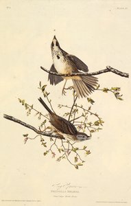 Sangen spurv. Fra The Birds of America, 1827-1838. av John James Audubon