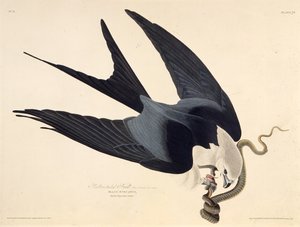 Svalehaledragen. Fra The Birds of America, 1827-1838. av John James Audubon