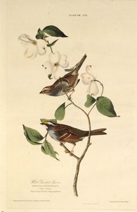 Hvitstrupen spurv. Fra The Birds of America, 1827-1838. av John James Audubon