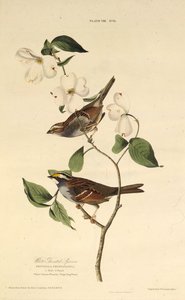 Hvitstrupen spurv. Fra The Birds of America, 1827-1838. av John James Audubon
