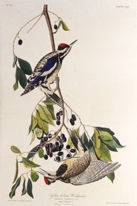 Den gulmagede sapsuckeren. Fra The Birds of America, 1827-1838. av John James Audubon