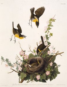 Den gulbrystede chatten. Fra The Birds of America, 1827-1838. av John James Audubon