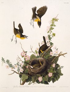 Den gulbrystede chatten. Fra The Birds of America, 1827-1838. av John James Audubon