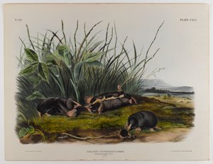 Townsends spissmus av John James Audubon