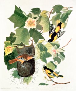 Tulipan-tre: Liriodendron tulipifera, fra 