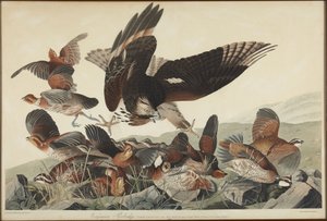 Virginiahøne av John James Audubon