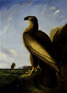 Washington havørn av John James Audubon