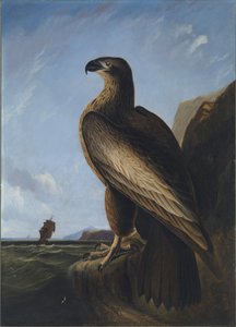 Washington havørn av John James Audubon