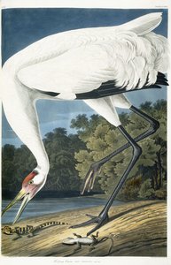 Kikkrane, voksen mann, 1834 av John James Audubon