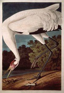 Whooping Crane, fra "Birds of America"
