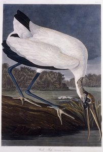 Tre Ibis av John James Audubon