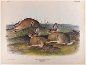 Ormevedhare av John James Audubon