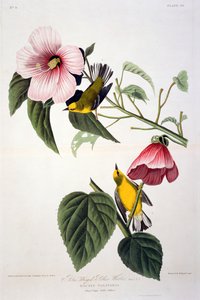 Blue Winged Yellow Warbler, fra Birds of America, gravert av Robert Havell (1793-1878)