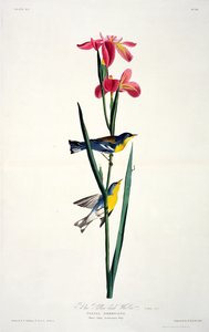 Blå gulryggsanger, fra Birds of America, gravert av Robert Havell (1793-1878) av John James after Audubon