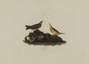 Brown Lark, fra Birds of America, gravert av Robert Havell (1793-1878) av John James after Audubon