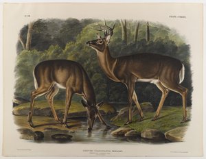 Common eller Virginia Deer, gravert av John T. Bowen (1801-c.1856) 1848