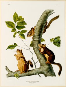 Douglas Squirrel, fra folioen The Viviparous Quadrupeds of North America, utgitt i 1845, 1844 (se 129902 for original)