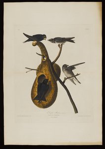 Purple Martin, fra Birds of America, gravert av Robert Havell (1793-1878)