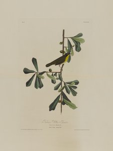 Roscoes Yellow Throat, fra Birds of America, gravert av Robert Havell (1793-1878) av John James after Audubon